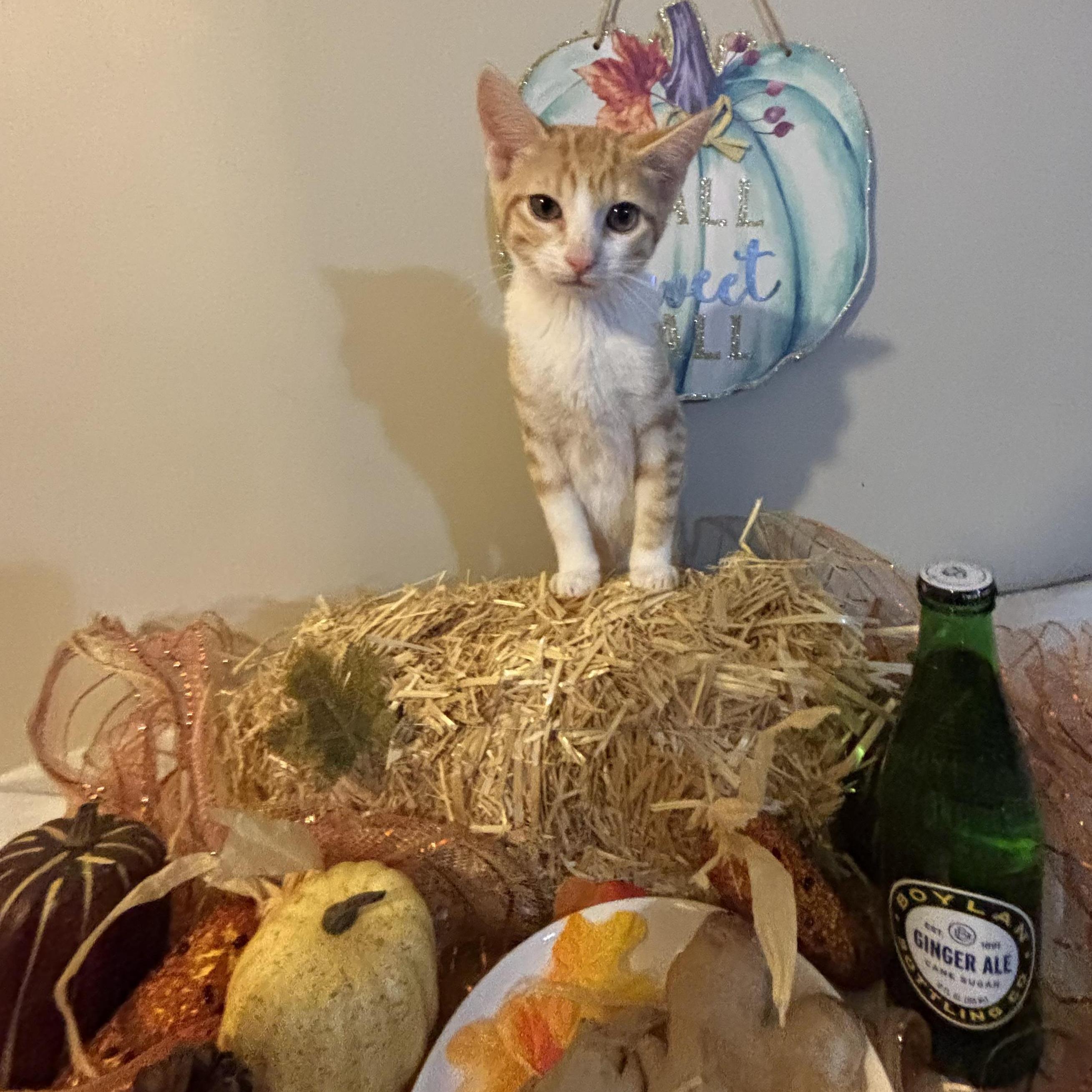 Enlarge Ginger, a Adoptable mixed breed in Concord, NC image 4/5