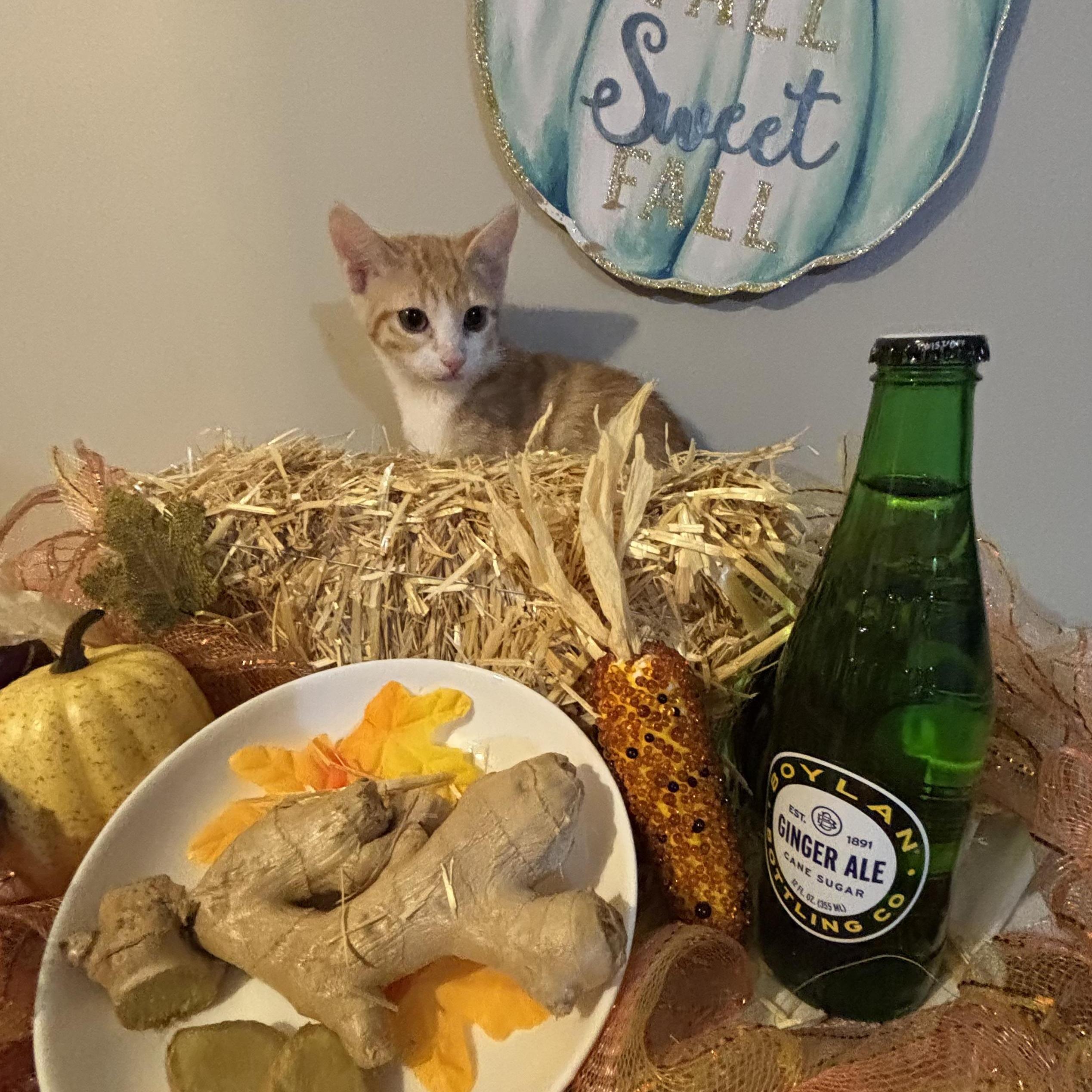 Enlarge Ginger, a Adoptable mixed breed in Concord, NC image 5/5