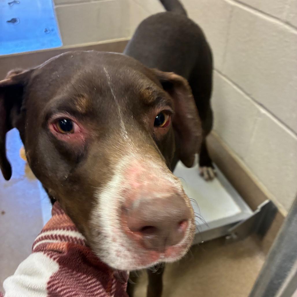 Jakey, Adoptable, Young Male Chocolate Labrador Retriever.