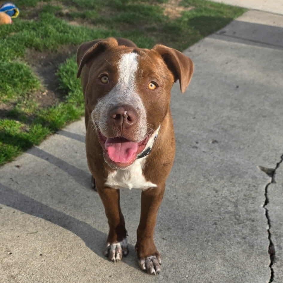 Enlarge COOPER, a ADOPTABLE mixed breed in Westland, MI image 6/6