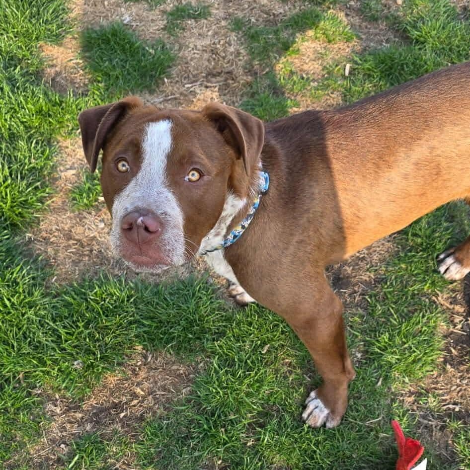 Enlarge COOPER, a ADOPTABLE mixed breed in Westland, MI image 4/6