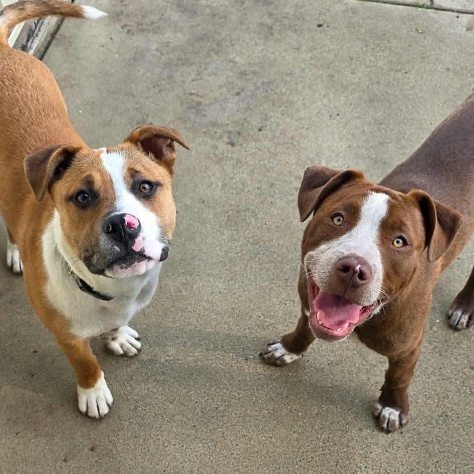 Enlarge COOPER, a ADOPTABLE mixed breed in Westland, MI image 5/6