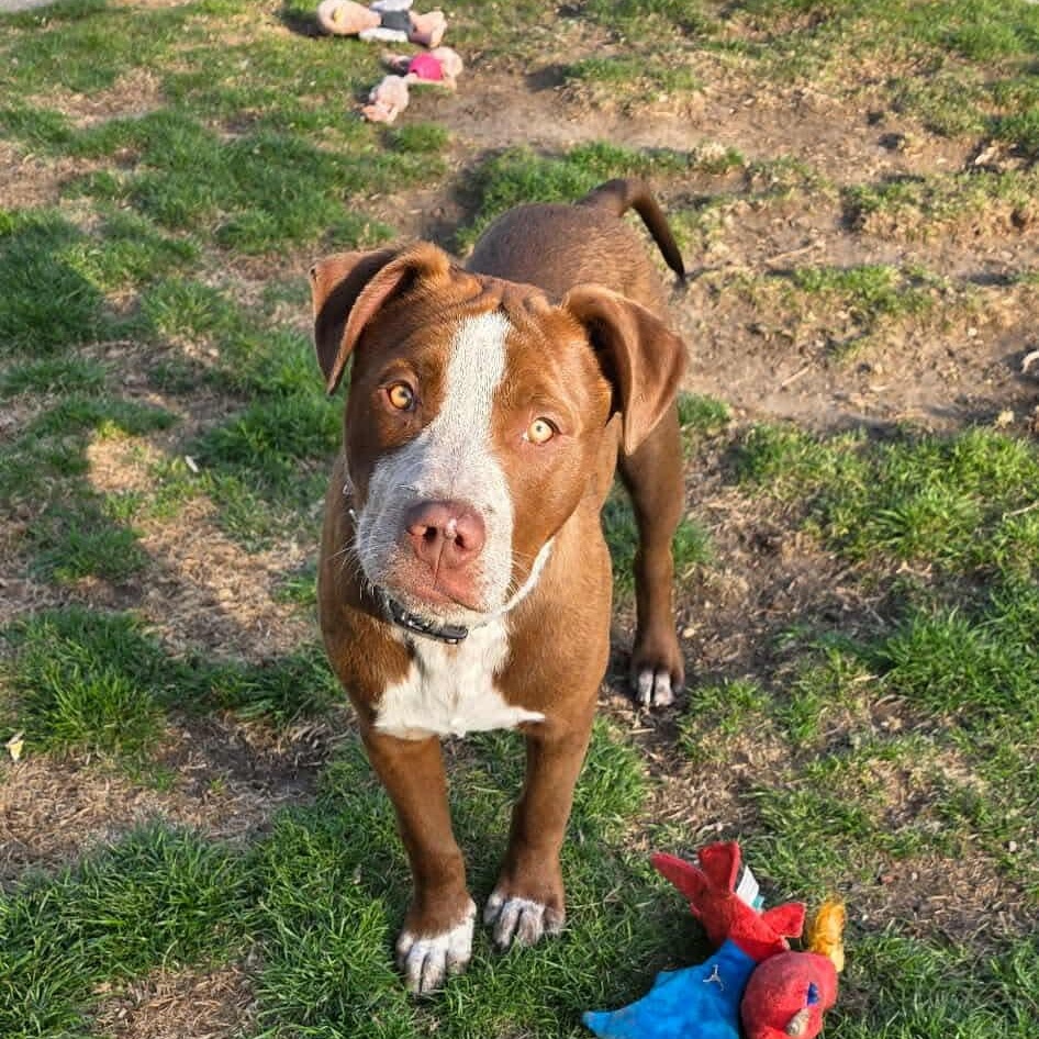Enlarge COOPER, a ADOPTABLE mixed breed in Westland, MI image 2/6