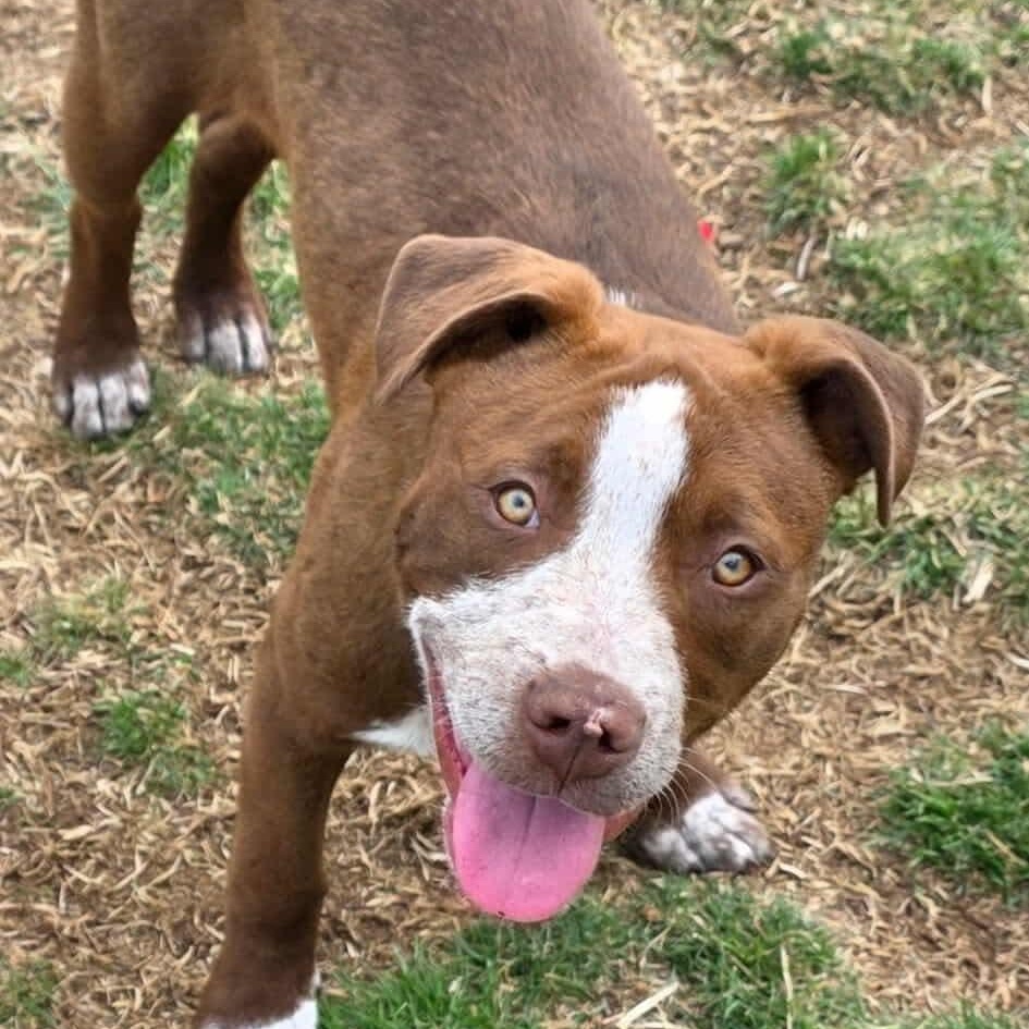 Enlarge COOPER, a ADOPTABLE mixed breed in Westland, MI image 3/6