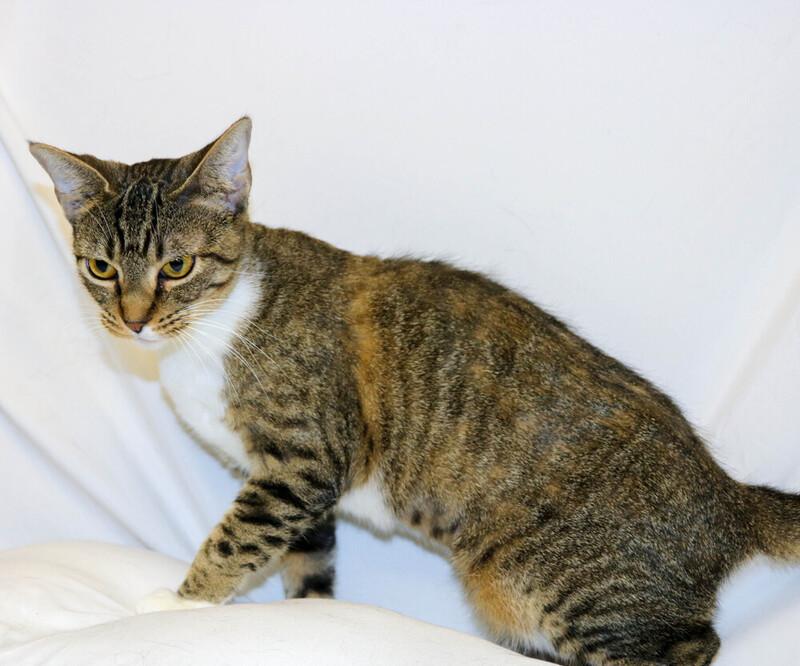 Enlarge Chloe, a ADOPTABLE Domestic Short Hair in Denver, CO image 1/6