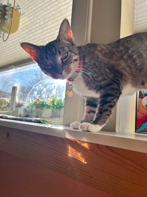 Enlarge Chloe, a ADOPTABLE Domestic Short Hair in Denver, CO image 6/6