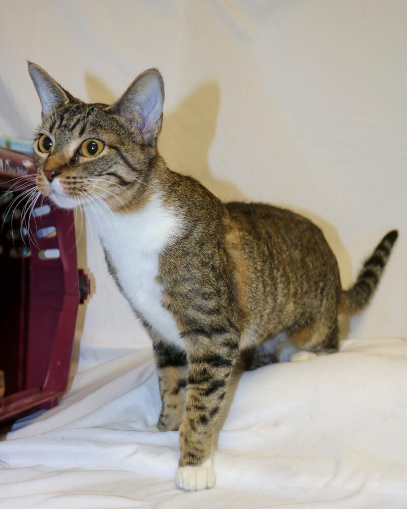 Enlarge Chloe, a ADOPTABLE Domestic Short Hair in Denver, CO image 3/6