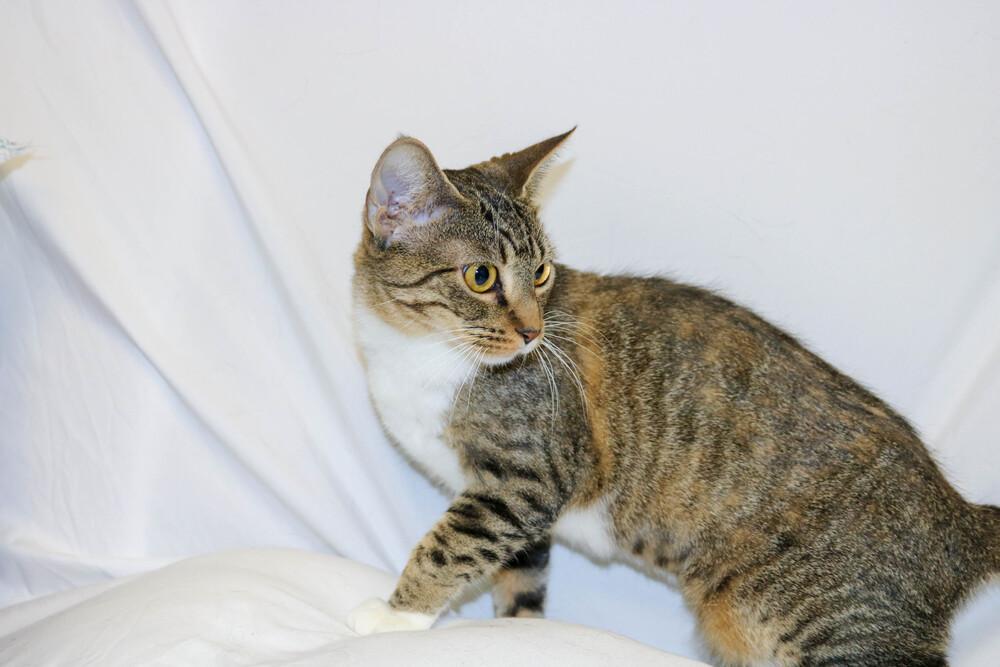 Enlarge Chloe, a ADOPTABLE Domestic Short Hair in Denver, CO image 4/6