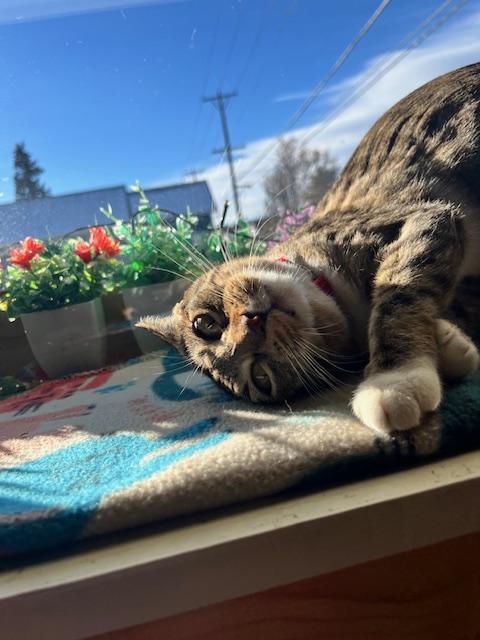 Enlarge Chloe, a ADOPTABLE Domestic Short Hair in Denver, CO image 5/6