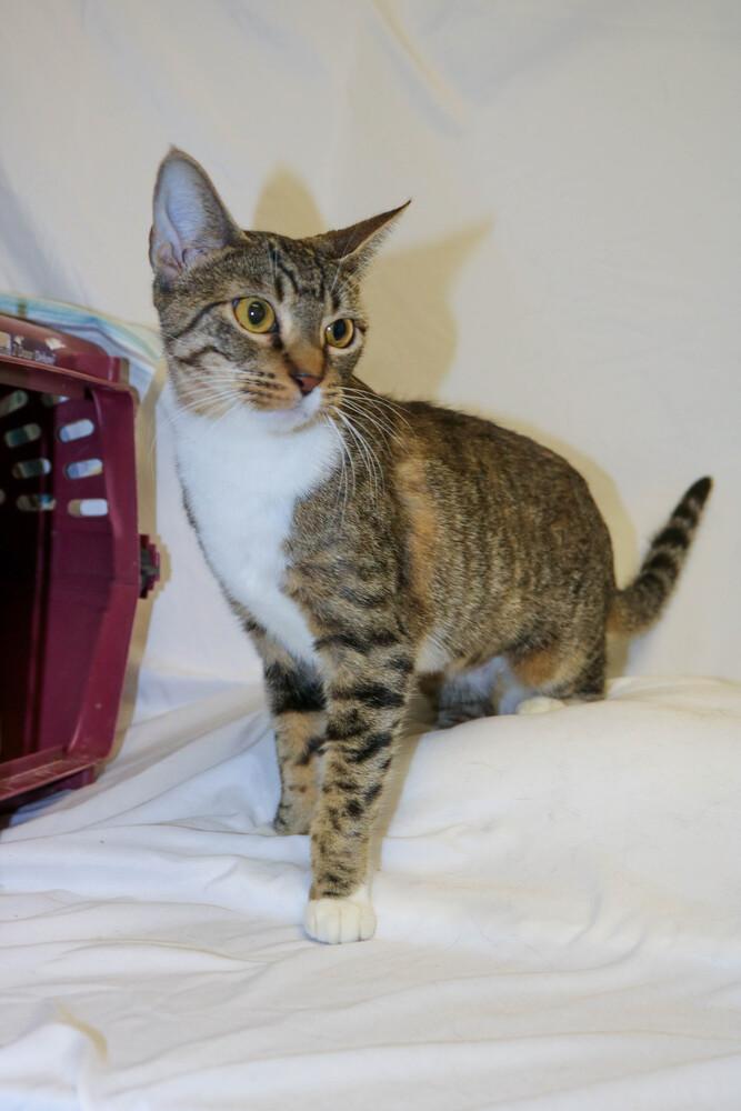 Enlarge Chloe, a ADOPTABLE Domestic Short Hair in Denver, CO image 2/6