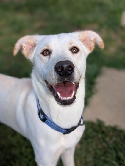 Enlarge Rocky, a Adoptable mixed breed in Mansfield, TX image 1/2