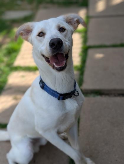 Enlarge Rocky, a Adoptable mixed breed in Mansfield, TX image 2/2