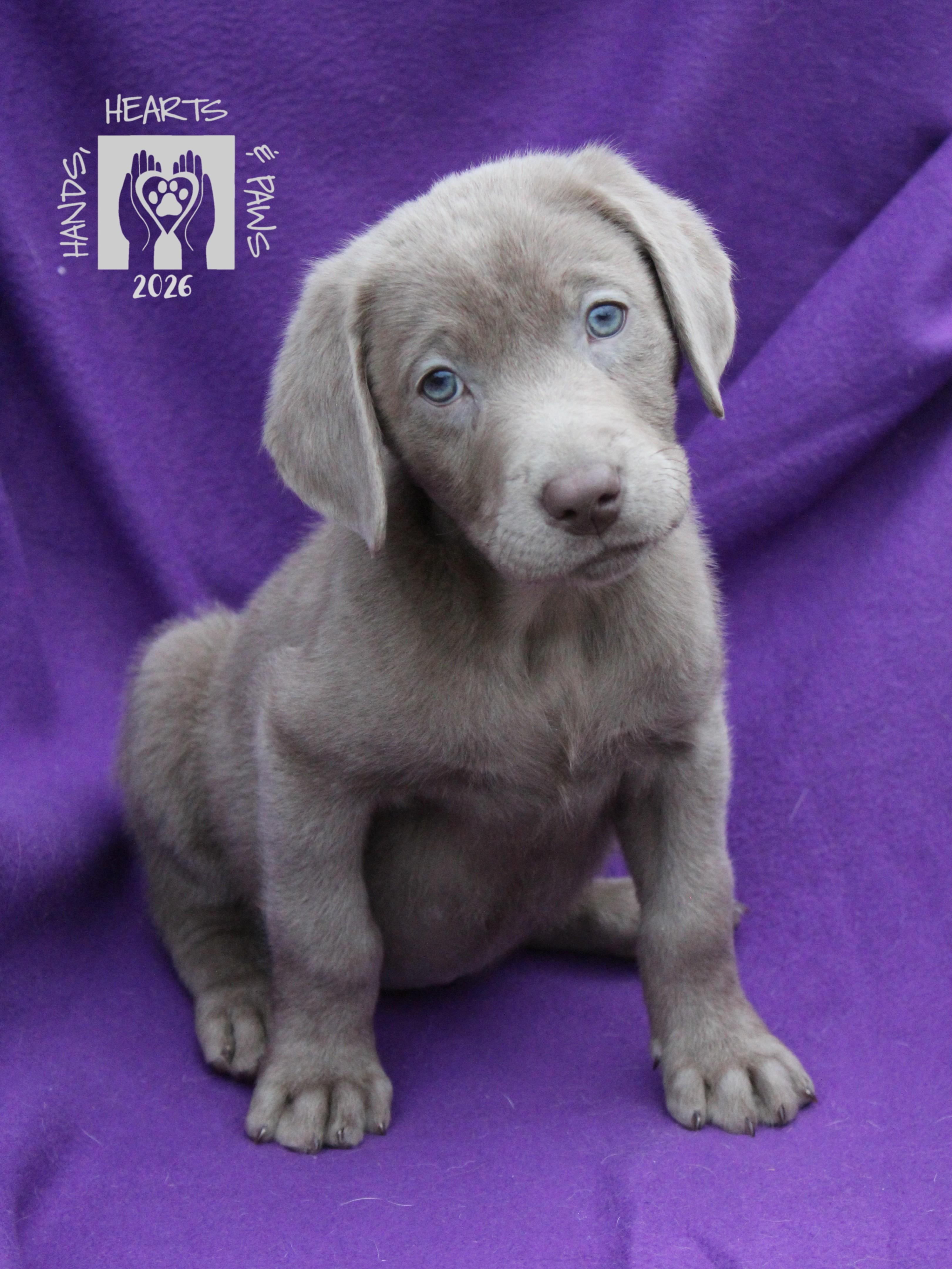 Enlarge Riesen, an adopted Labrador Retriever in Omaha, NE image 1/1