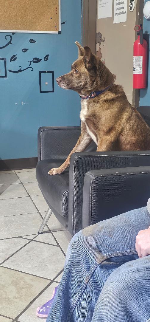 Enlarge CINNAMON, a Adopted Terrier in Du Quoin, IL image 2/3