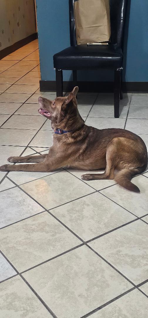 Enlarge CINNAMON, a Adopted Terrier in Du Quoin, IL image 3/3