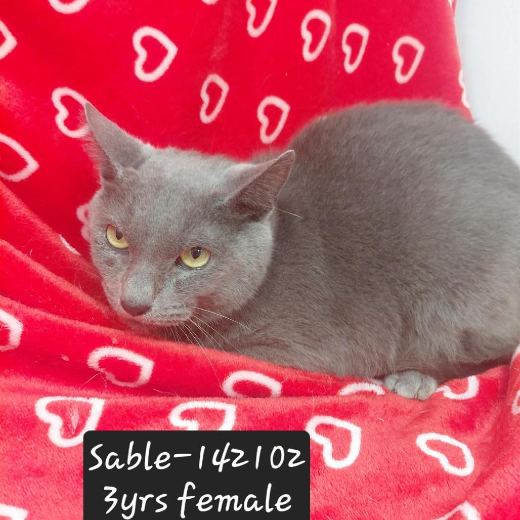 Enlarge Sable, a Adoptable Domestic Short Hair in New Tazewell, TN image 1/1