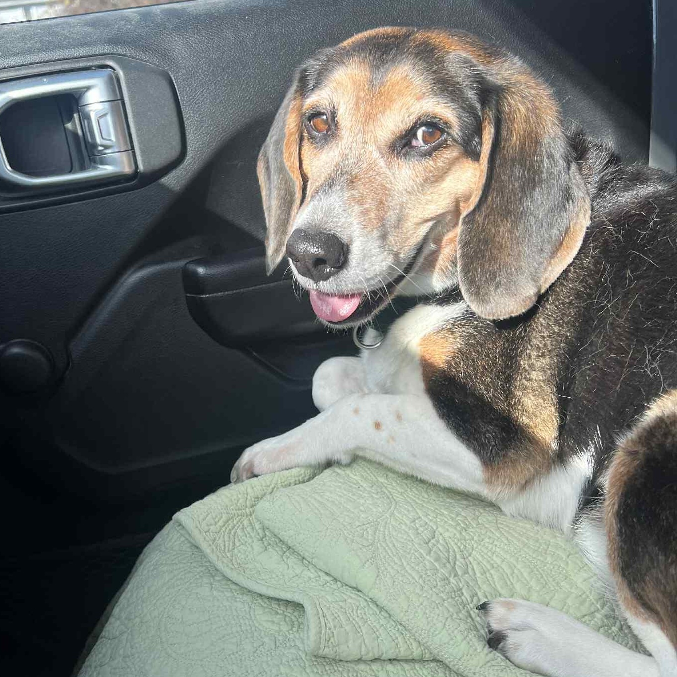 Brody, a Adopted Beagle in PLAINFIELD, CT image 2/3