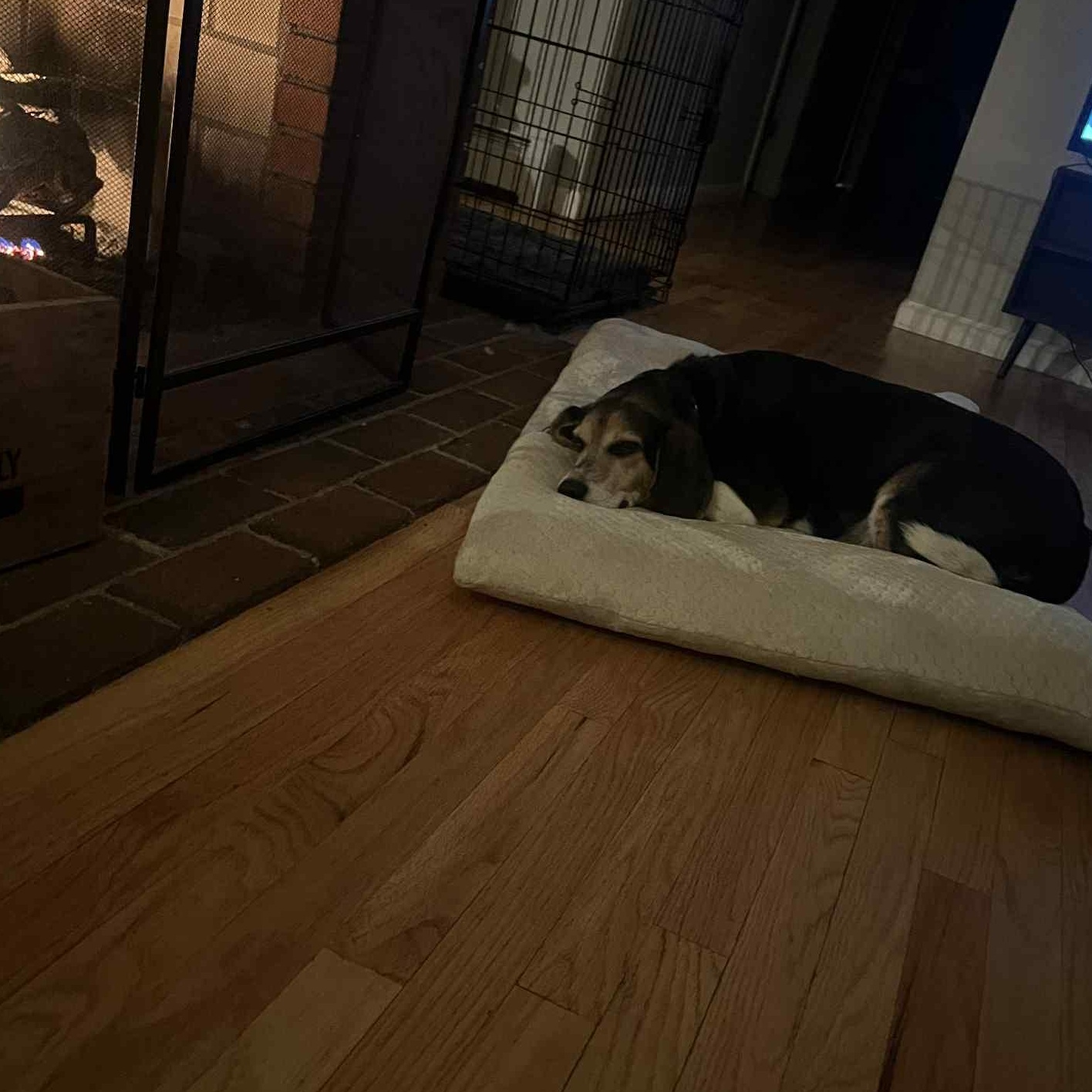 Brody, a Adopted Beagle in PLAINFIELD, CT image 3/3