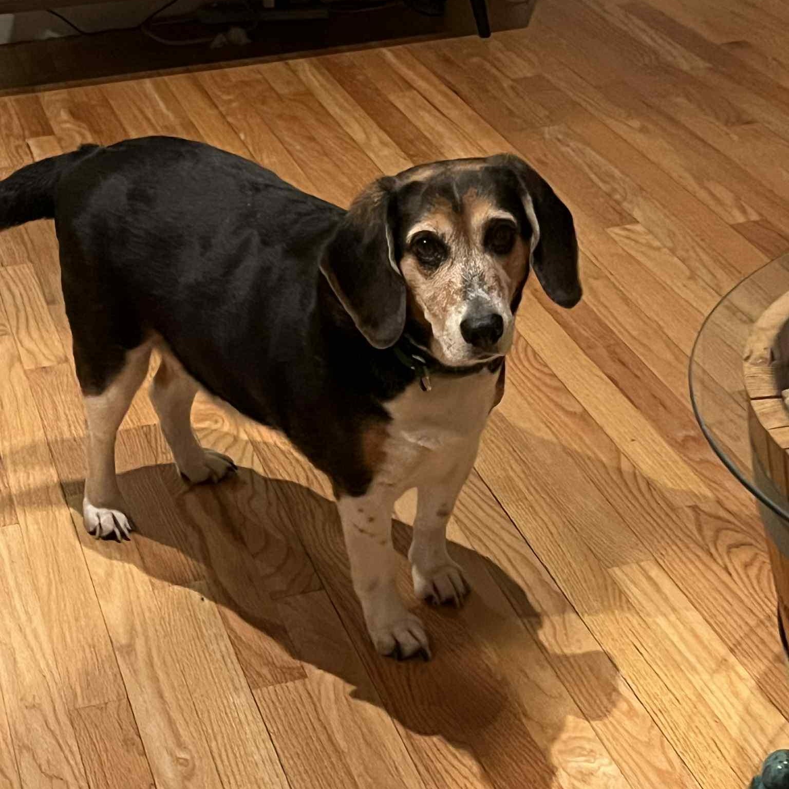 Brody, Adopted, Adult Male Beagle.