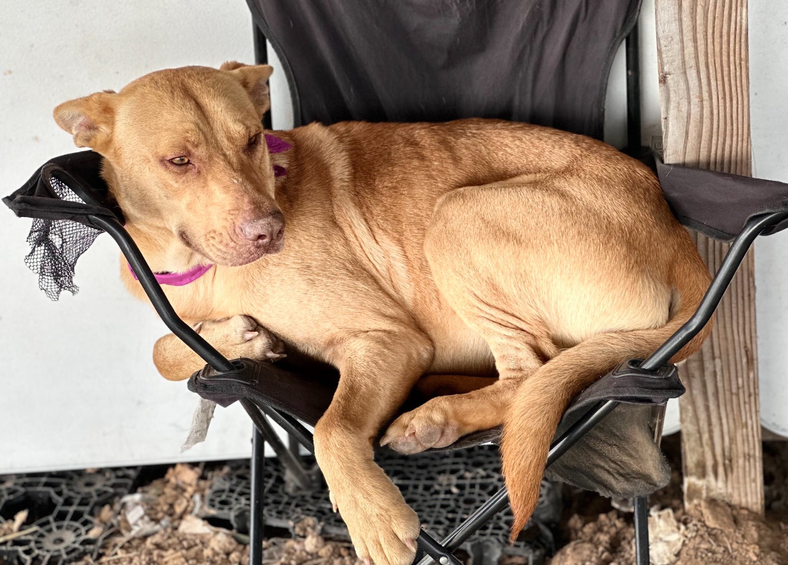 Canelo, a Adoptable mixed breed in Houston, TX image 3/6