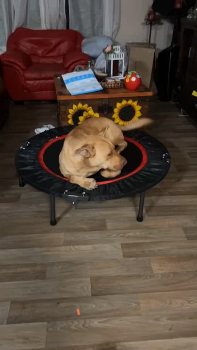 Enlarge Canelo, a Adoptable mixed breed in Houston, TX video 6/6