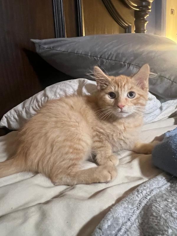 Enlarge Bellini, a Adopted mixed breed in Wilmington, NC image 1/1