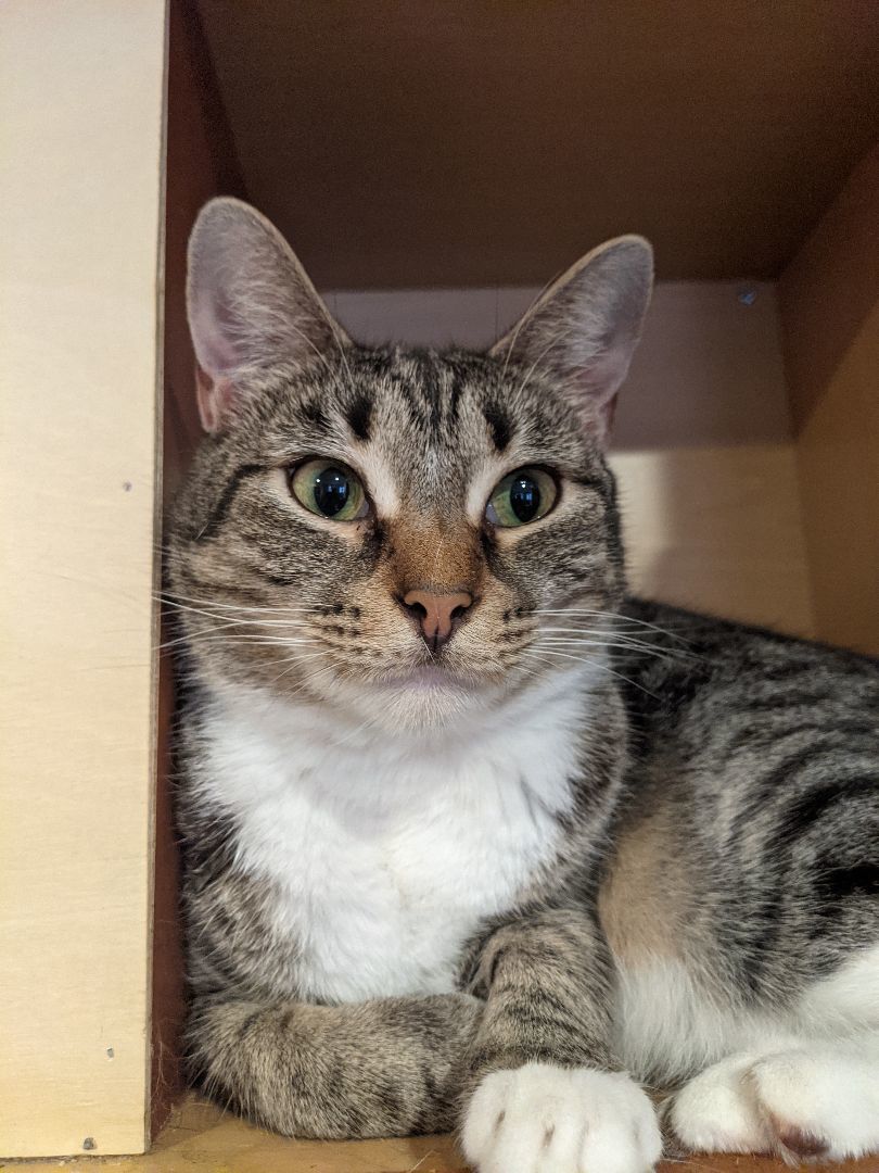 Koala aka Jack-Jack aka Melanie , Adoptable, Young Female Torbie.