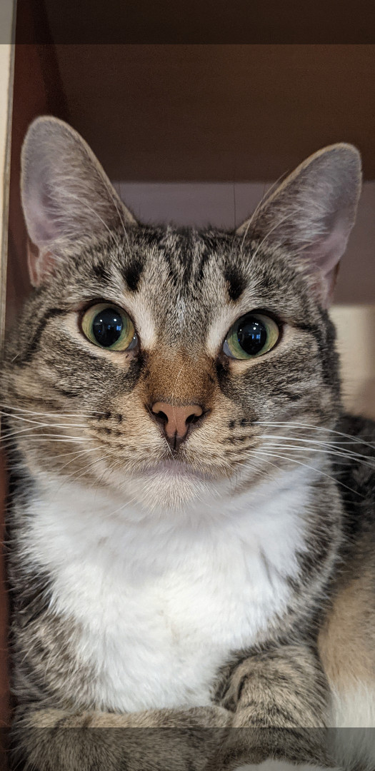 Enlarge Koala aka Jack-Jack aka Melanie , a Adoptable Torbie in New York, NY image 2/4