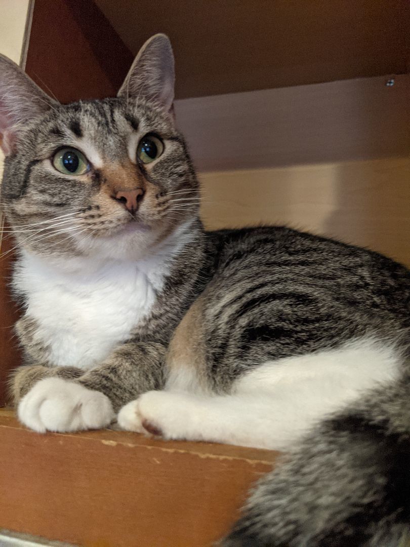 Enlarge Koala aka Jack-Jack aka Melanie , a Adoptable Torbie in New York, NY image 3/4