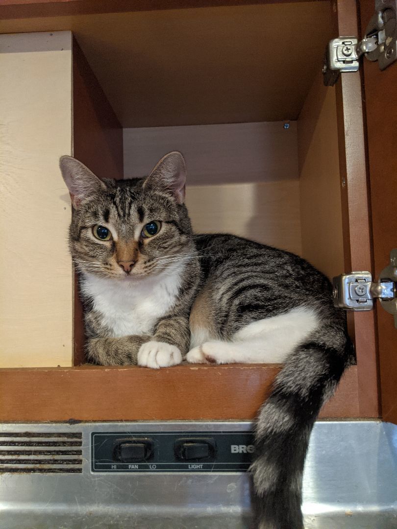 Enlarge Koala aka Jack-Jack aka Melanie , a Adoptable Torbie in New York, NY image 4/4