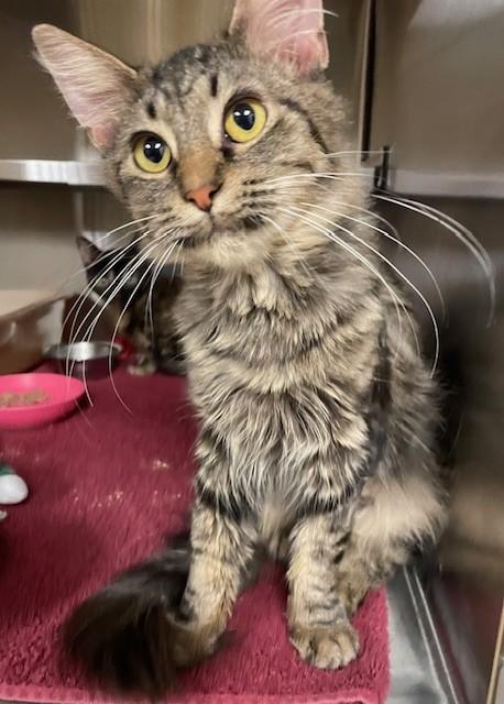 Enlarge Stormy, an adopted Domestic Medium Hair in Prudenville, MI image 1/1