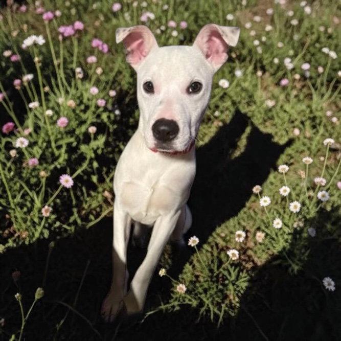 Enlarge Thanksgiving 2025: Mashed Tater, a Adoptable Shiba Inu in Berwick, PA image 1/1