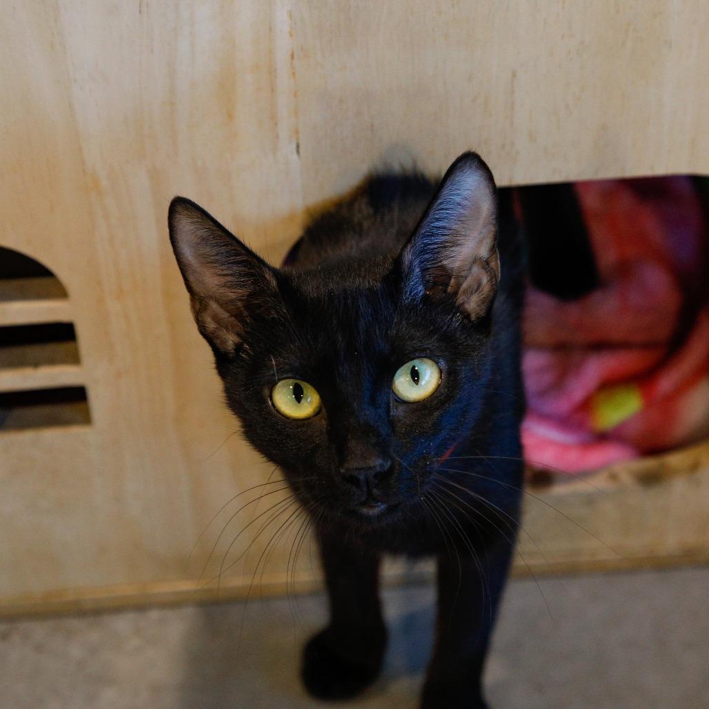 Madonna, Adoptable, Young Female Domestic Short Hair & Domestic Short Hair.