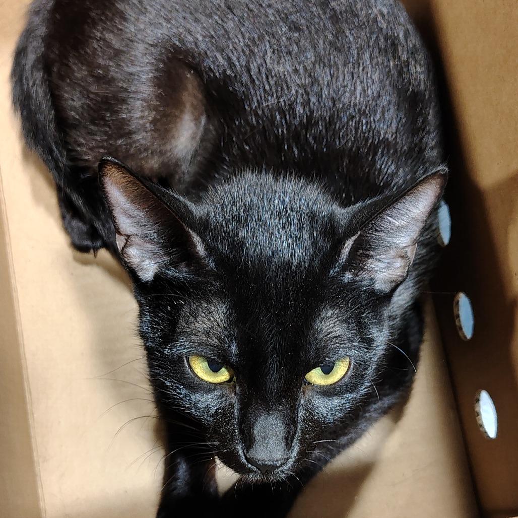 Enlarge Madonna, a Adoptable mixed breed in Tampa, FL image 2/2