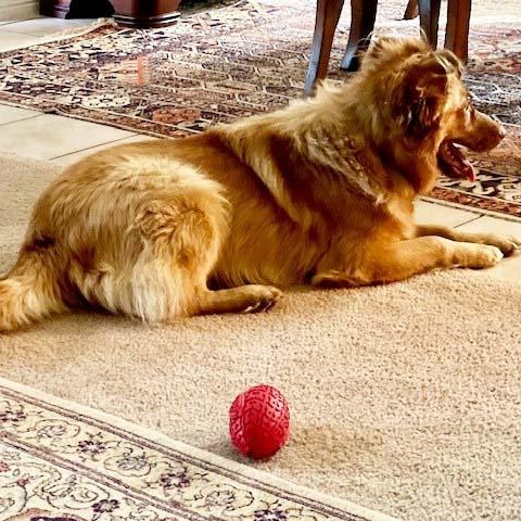 Enlarge Palo - NEED FOSTER OR ADOPTER, an adoptable mixed breed in White Bear Lake, MN image 5/6