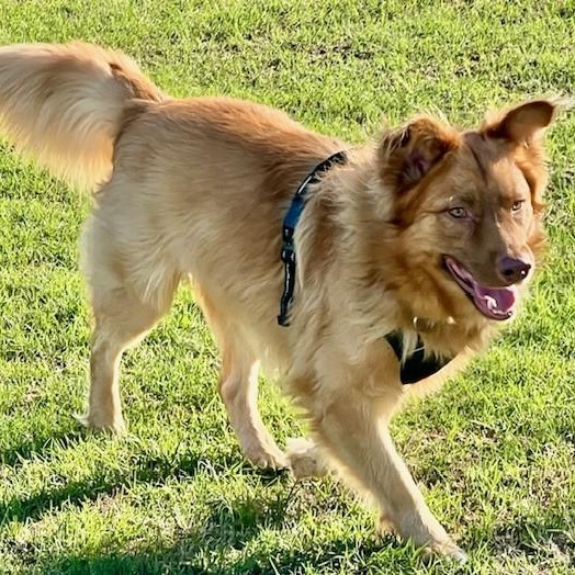 Enlarge Palo - NEED FOSTER OR ADOPTER, an adoptable mixed breed in White Bear Lake, MN image 2/6