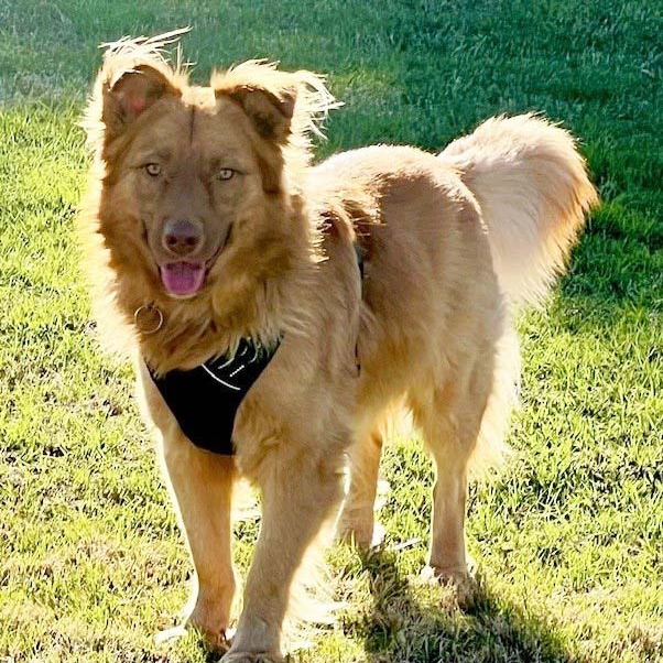 Palo - NEED FOSTER OR ADOPTER, adoptable, Young Male Golden Retriever & Border Collie.