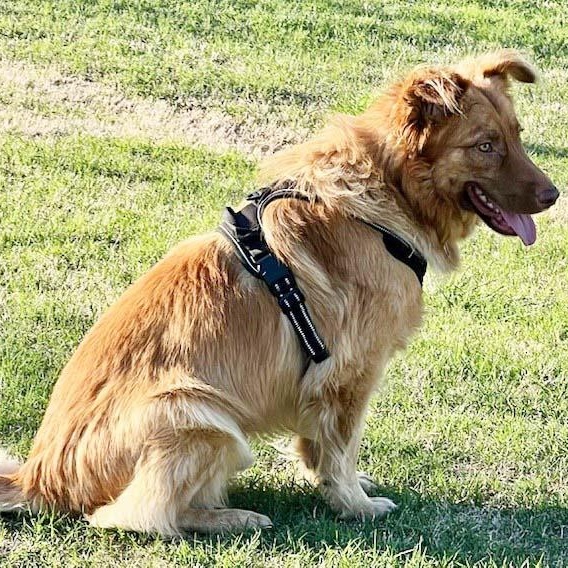 Enlarge Palo - NEED FOSTER OR ADOPTER, an adoptable mixed breed in White Bear Lake, MN image 4/6