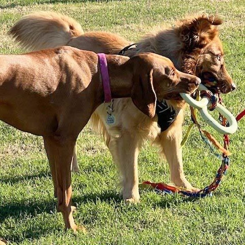 Enlarge Palo - NEED FOSTER OR ADOPTER, an adoptable mixed breed in White Bear Lake, MN image 3/6