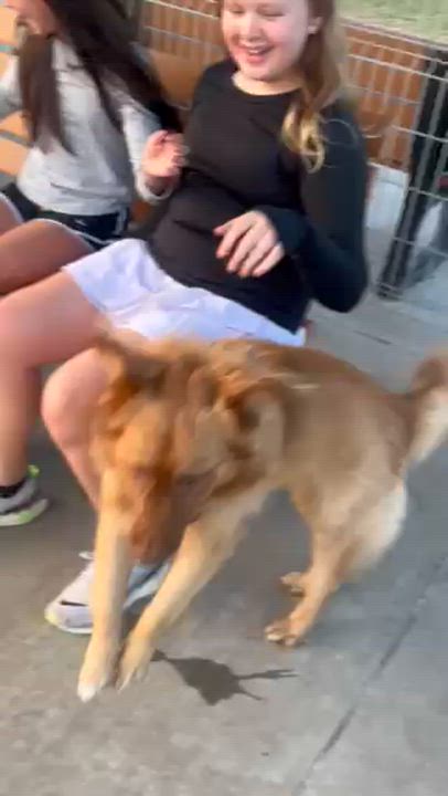 Enlarge Palo - NEED FOSTER OR ADOPTER, an adoptable mixed breed in White Bear Lake, MN video 6/6