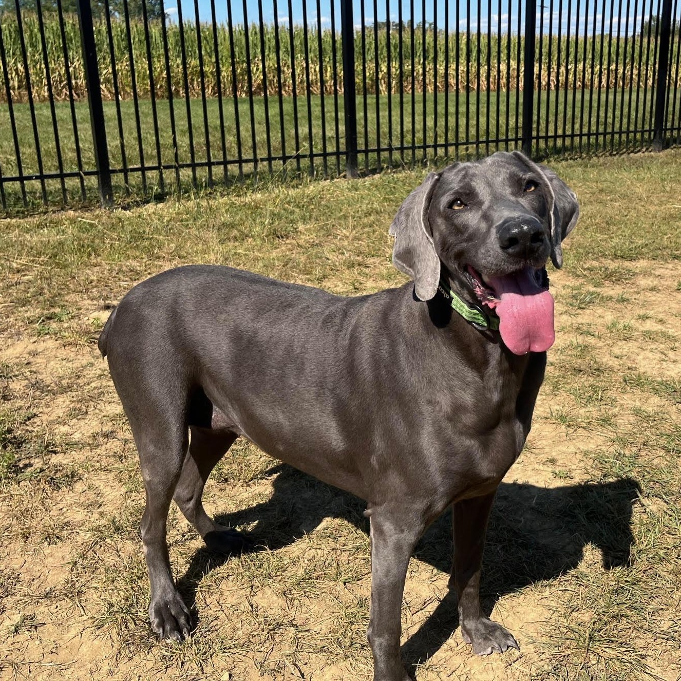 Marley -  100% Sponsored Adoption