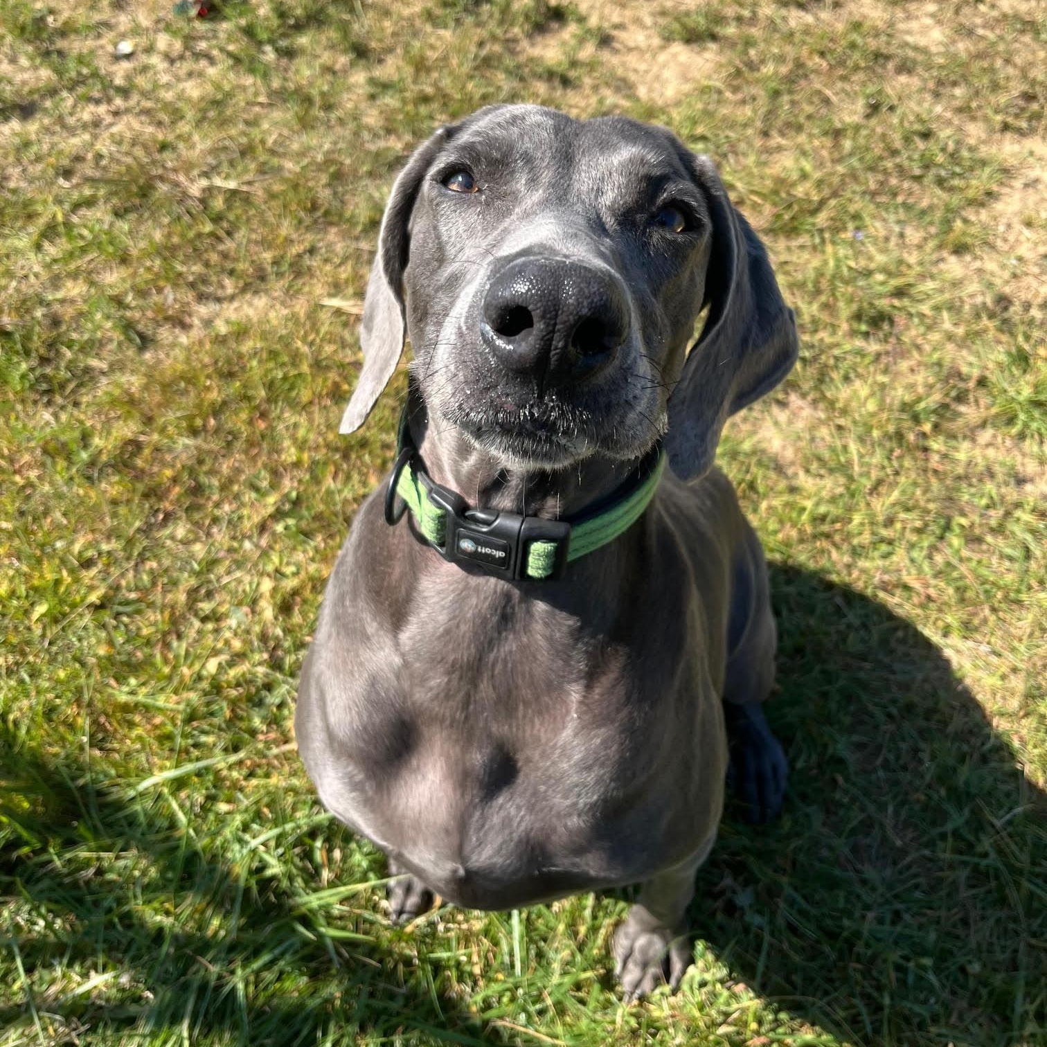 Marley -  100% Sponsored Adoption