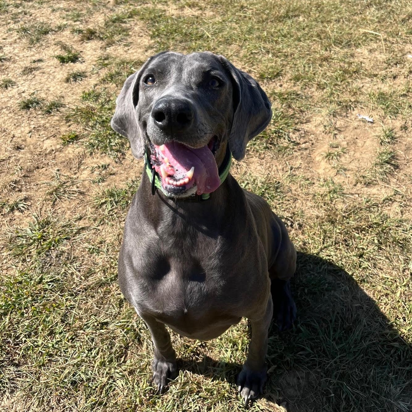 Marley -  100% Sponsored Adoption