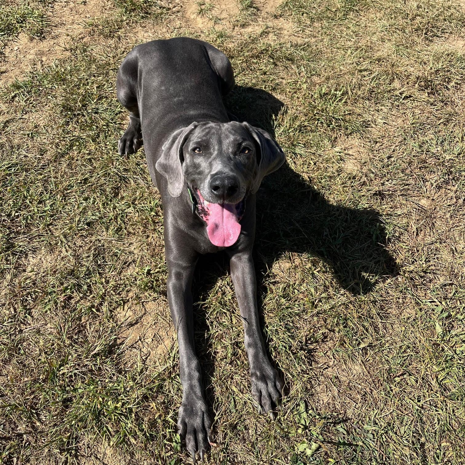 Marley -  100% Sponsored Adoption