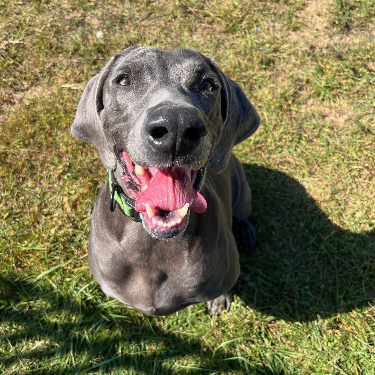 Marley