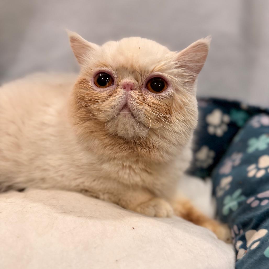 Enlarge Charmin, a Adoptable Persian in Pasadena , MD image 1/2