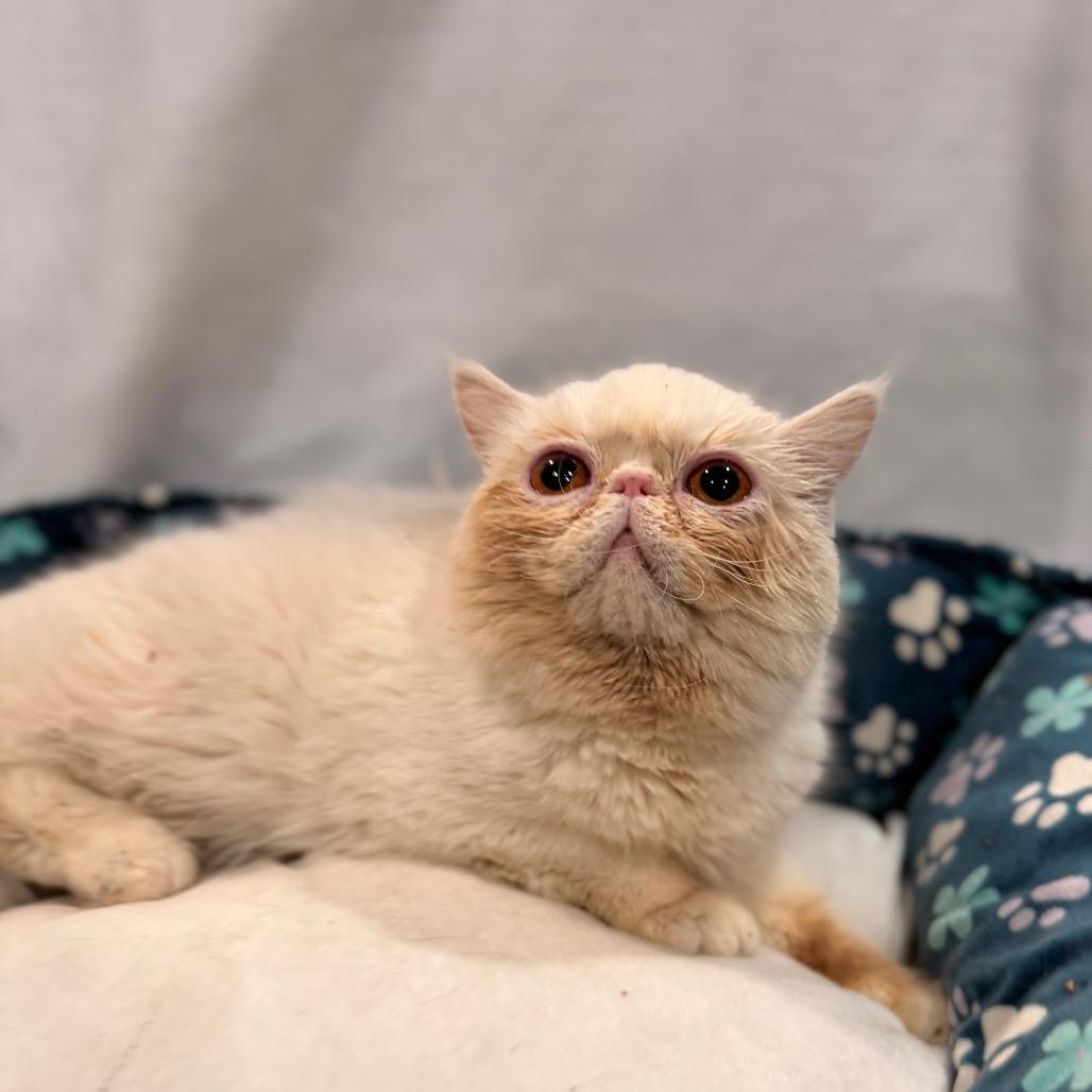 Enlarge Charmin, a Adoptable Persian in Pasadena , MD image 2/2