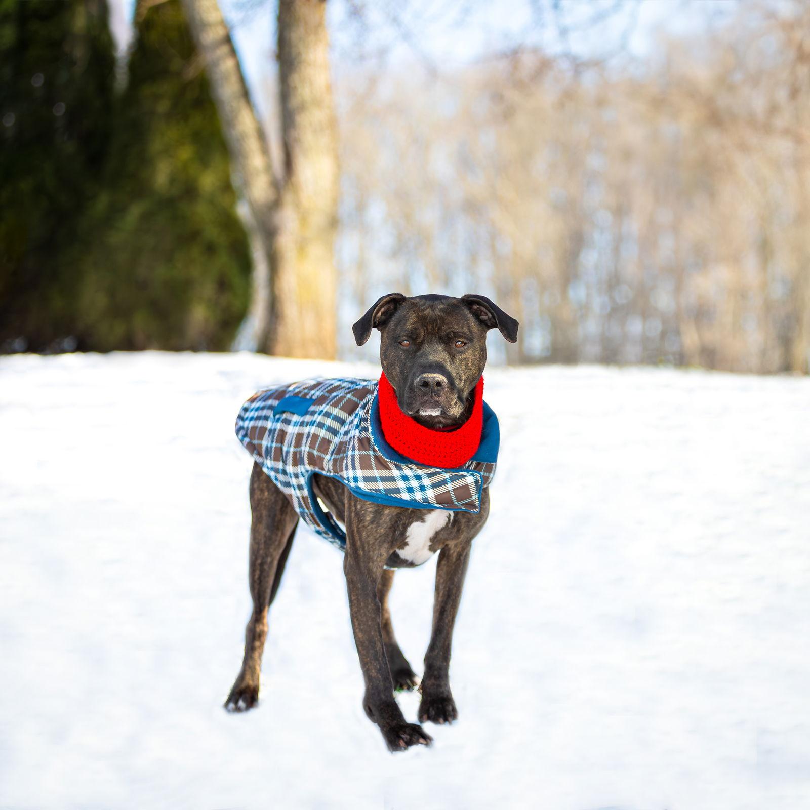 Enlarge Kairo, a Adoptable Terrier in Coatesville, PA image 1/1