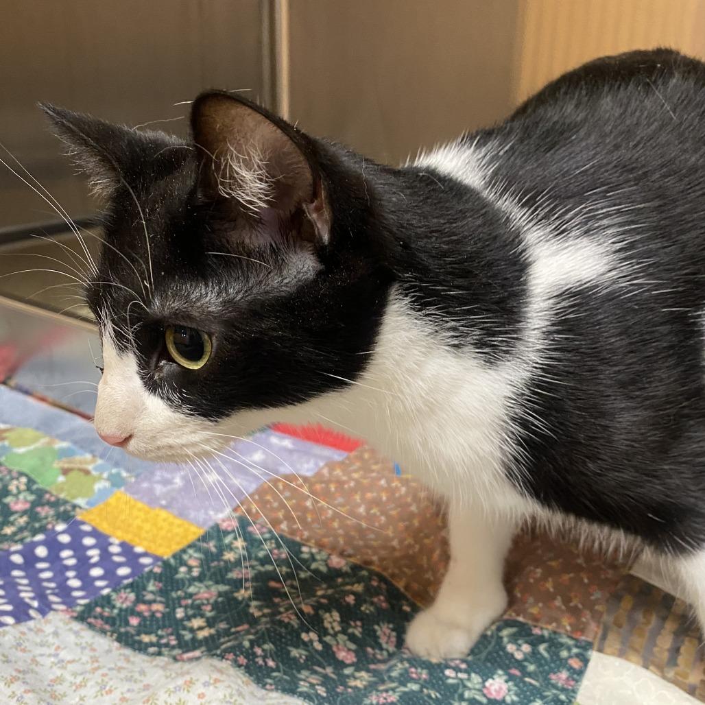 Enlarge Ping, a Adoptable Domestic Short Hair in Wadena, MN image 1/5