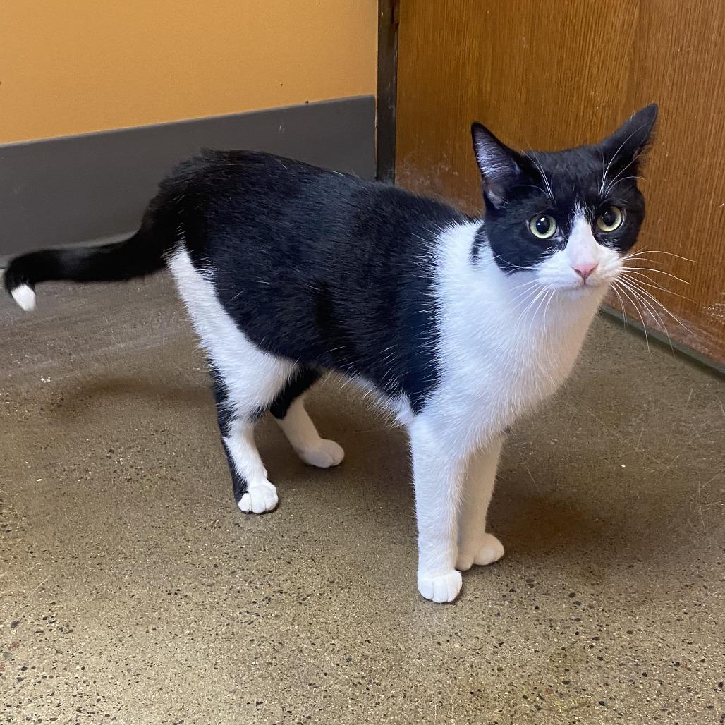 Enlarge Ping, a Adoptable Domestic Short Hair in Wadena, MN image 2/5